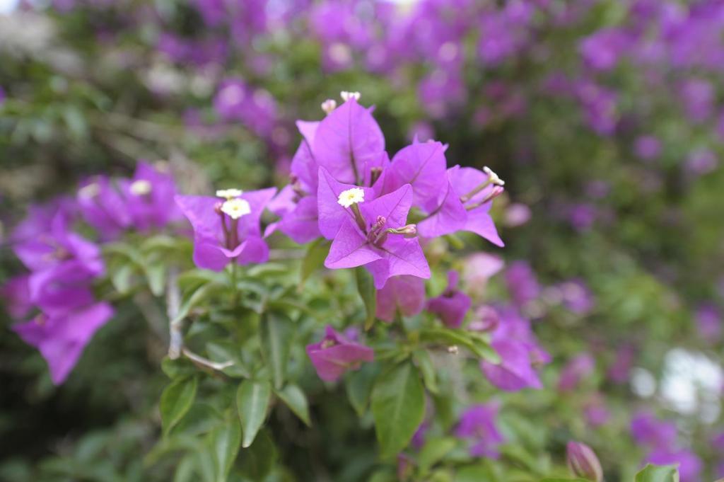 פאביננה Miramare Residence מראה חיצוני תמונה